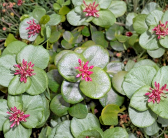 Crassula Multicava Green Fairy Succulent Cuttings – 2 Inch Live Jade Plant for Propagation, Spreading Growth, Bright Light