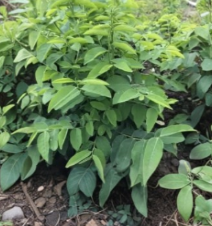 Unrooted Katuk Sweet Leaf Plant Cuttings – Sauropus Androgynus, Tropical Green Foliage, 10 Pack for Propagation