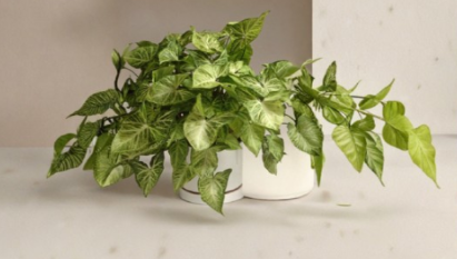 Heart Leaf Philodendron Cuttings Bundle of 5 | Unrooted Houseplant Propagation Nodes | Philodendron hederaceum
