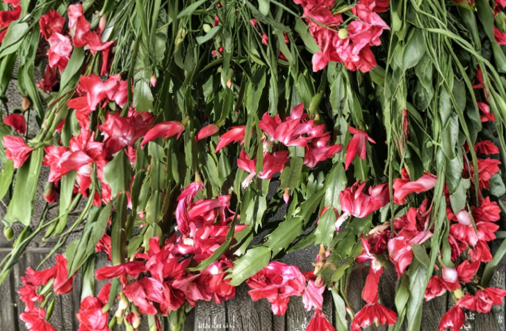 Christmas Cactus Cuttings 6-Pack | Schlumbergera buckleyi | 4-Segment Stem Propagation | Indoor Holiday Plant