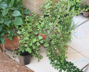 Elephant Bush Succulent Cuttings 5 Pack Unrooted Portulacaria afra Propagation Stems for Garden