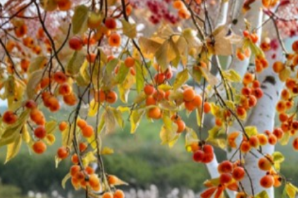 Ichi Ki Asian Persimmon Cuttings 6 Pack Diospyros Kaki Unrooted Scionwood for Grafting