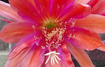 Epiphyllum Orchid Cactus Cutting 8 Inch Alaska Gold Live Succulent for Propagation
