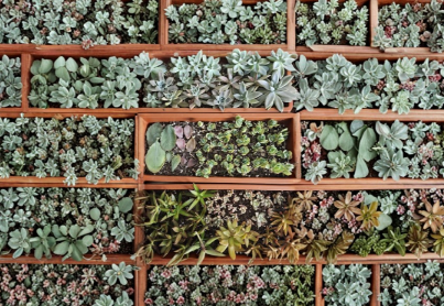 Assorted Succulent Leaf Cuttings 100+ Varieties for Propagation, Includes Bonus Starts & Rosettes, Echeveria, Sedum, Crassula