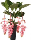 Medinilla Magnifica Royal Glow Rooted Starter Plant - Tropical Pink Flower Indoor Plant