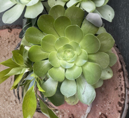 Succulent Cuttings Set of 3 Large Rosettes - Aeonium arboreum Unrooted Plants for Propagation
