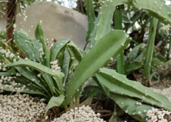 Acanthocereus Tetragonus Cutting – 6 Inch White Flowering Triangle Cactus Stem – Unrooted Columnar Pitaya Plant