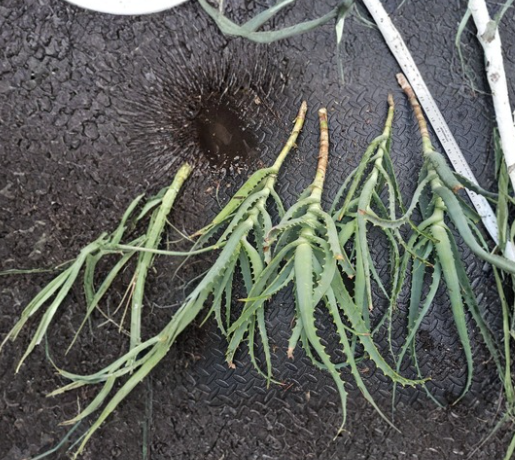 Aloe Arborescens Cuttings - Torch Aloe Succulent Stem for Propagation, Outdoor Garden & Container Growing