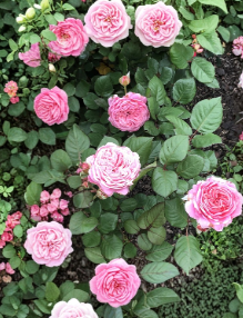 Rose Cuttings Set of 4 Unrooted Hardwood Queen of Elegance Rosa Propagation Material