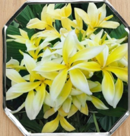 Plumeria Yellow Spider Unrooted Cutting – Tropical Flowering Plant for Garden & Container, Plumeria sp.
