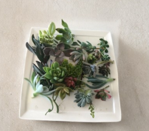 15 Mixed Succulent Cuttings Assorted Varieties Live Unrooted Succulents for Propagation DIY Container Garden