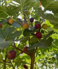 Bulk Hardy Chicago Fig Cuttings - Ficus carica Propagation Stems for Backyard Orchard & Container Growing