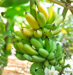 Gran Nain Banana Tree Starter Plugs, Musa acuminata, Tropical Fruit Plant, Container & Garden Growth