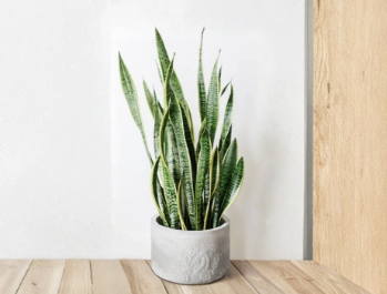 Snake Plant Unrooted Cuttings Set of 3 | Dracaena trifasciata Leaf Clippings for Propagation