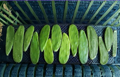 Opuntia Grafting Stock Cactus 5 Unrooted Pads Prickly Pear Rootstock for Propagation Succulent Plant