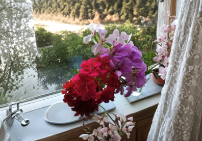Ivy Geranium Cuttings Pelargonium Peltatum 12 Mixed Color Unrooted for Rooting Hanging Plants