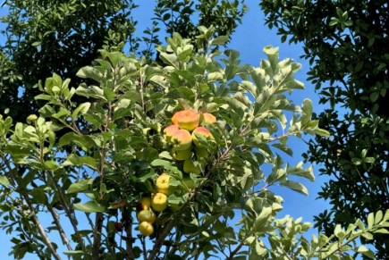 Anna Apple Tree Stick Cuttings with Buds – Unrooted Grafting or Planting Material, Malus domestica ‘Anna’