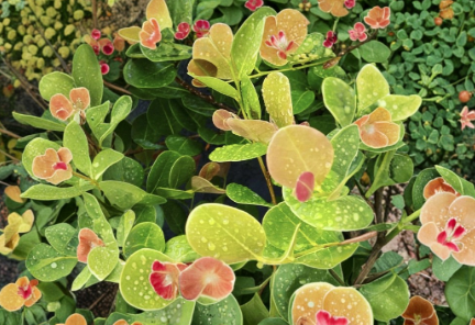 Cocoplum Cuttings 12 Inch Unrooted Chrysobalanus icaco Ornamental Hedge Shrub Starter Pack of 6