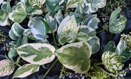 Rooted Pearls and Jade Pothos Plant, Variegated Green Cream Heart Leaf Indoor Vine, Epipremnum aureum