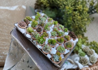 Assorted Succulent Cuttings 25 Pieces | Mixed Varieties for Propagation & Container Growing | Unrooted Succulent Clippings