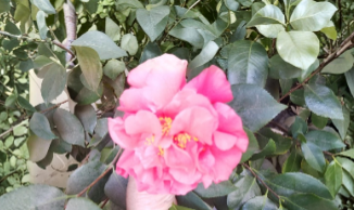 Light Red Camellia Flowering Shrub Cuttings - 8 Unrooted Stems for Garden Propagation