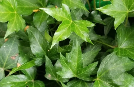 Ivy Cuttings 8 Inch Unrooted Hedera Trailing Vine Plant - Propagation Stems for Containers & Gardens