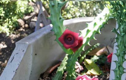 Starfish Cactus Huernia Schneideriana - 10 Rooted Live Succulent Plants for Containers