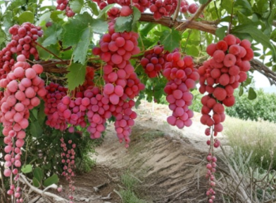 Mixed Grape Vine Cuttings Collection | Pink & Blue Varieties for Propagation | Vitis spp.