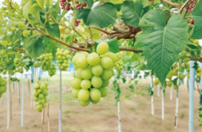 Organic Shine Muscat Grape Cuttings 5 Pack Vitis vinifera Live Vine for Rooting & Grafting Green Table Grapes