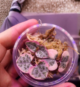 Variegated String of Hearts Cutting in Propagation Cup | Ceropegia woodii Trailing Succulent Starter