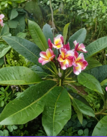 Unrooted Plumeria Cutting 3 Tips Dalida Mosaic Tropical Flowering Frangipani Stem for Propagation