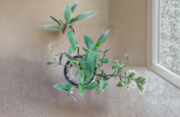 Cyanotis Cerifolia Plant Cuttings - Trailing Silver-Blue Foliage Indoor Houseplant Stems for Propagation