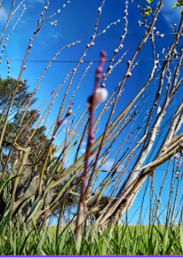Pussy Willow White Tree Stems Set of 5 Unrooted Cuttings - Salix discolor, 6-7 Inches