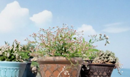 Rooted Euphorbia guiengola Caudex Succulent Plant – 4 Inch Hanging Specimen