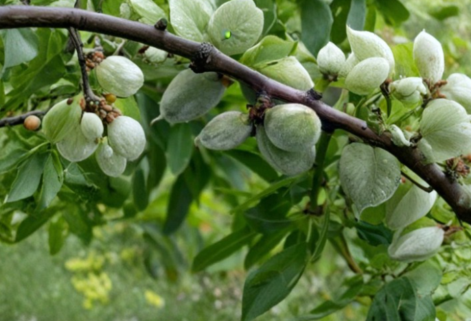 Garden Prince Almond Cutting 6-8 Inch Prunus dulcis Fruit Tree Grafting Propagation