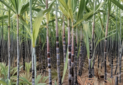 Dark Purple Sugarcane Rooted Cuttings Live Plant for Garden, Saccharum officinarum, Tropical Grass, Perennial, Container or Bed