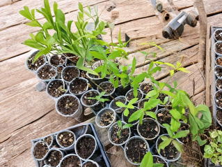 Florida Live Oak Tree Starter Plant 6-10 Inches Tall Quercus Virginiana Evergreen Shade Tree
