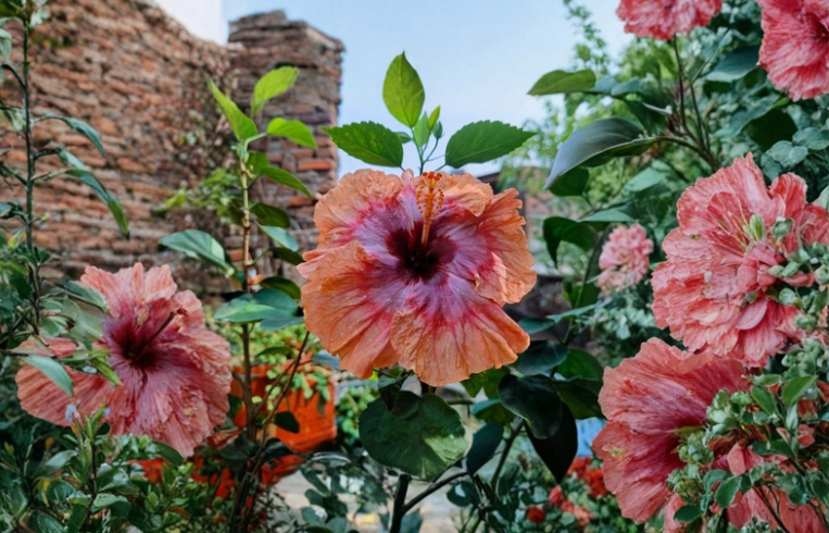 Sakuras Rainbow Valley Hibiscus Cuttings – Tropical Multicolor Flowering Shrub for Rooting & Propagation
