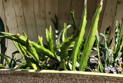 Dragon Fruit Cactus Cuttings 5 Pack Hylocereus spp. for Planting, Climbing, Vining, Fruit-Bearing