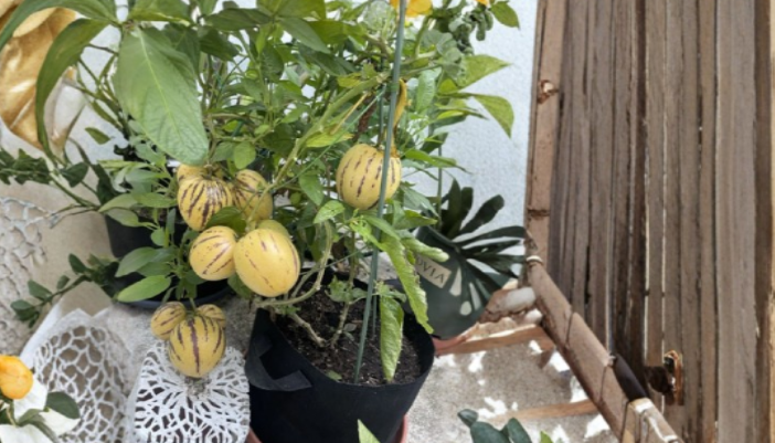 Pepino Melon Cuttings 10 Unrooted Solanum muricatum Propagation Stems for Fruit Plant