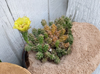 Grusonia Bulbispina Rare Mat Forming Cactus Cuttings 4 Pack from Durango Zacatecas Mexico
