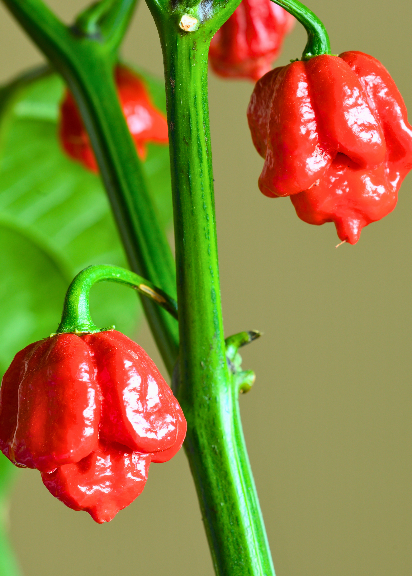 Carolina Reaper Pepper Plant – Compact Bushy Growth, Fiery Heat, Sweet Fruity Flavor, Capsicum chinense
