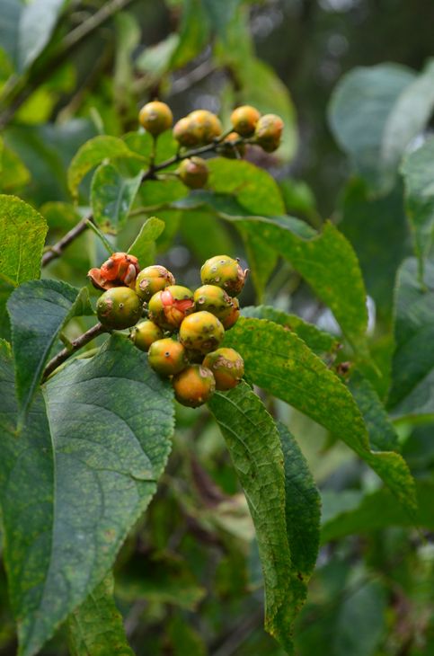 Celastrus scandens Seeds β Native American Bittersweet Vine with Bright Orange Berries, Climbing Plant for Fences & Trellises