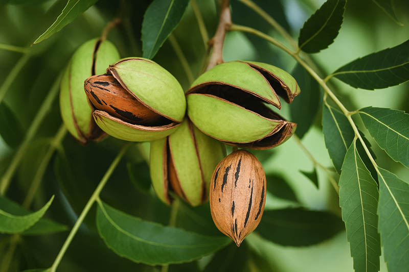 Southern Pecan Tree Cuttings – 5 Fresh Live Wood Cuttings for Grafting or Rooting, USDA Zones 6-9