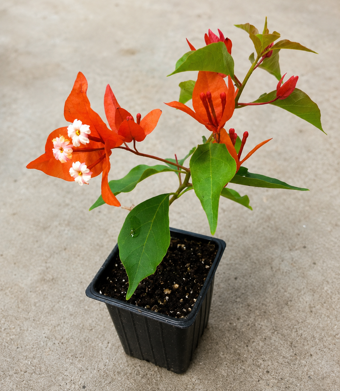 Flame Bougainvillea Live Plant 2.5" Pot – Bougainvillea 'Flame' Tropical Flowering Vine
