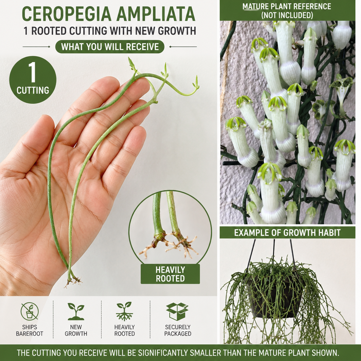 Ceropegia Ampliata Rooted Cutting – Bushman's Pipe Vine – Succulent Climbing Vine with White Green Flowers