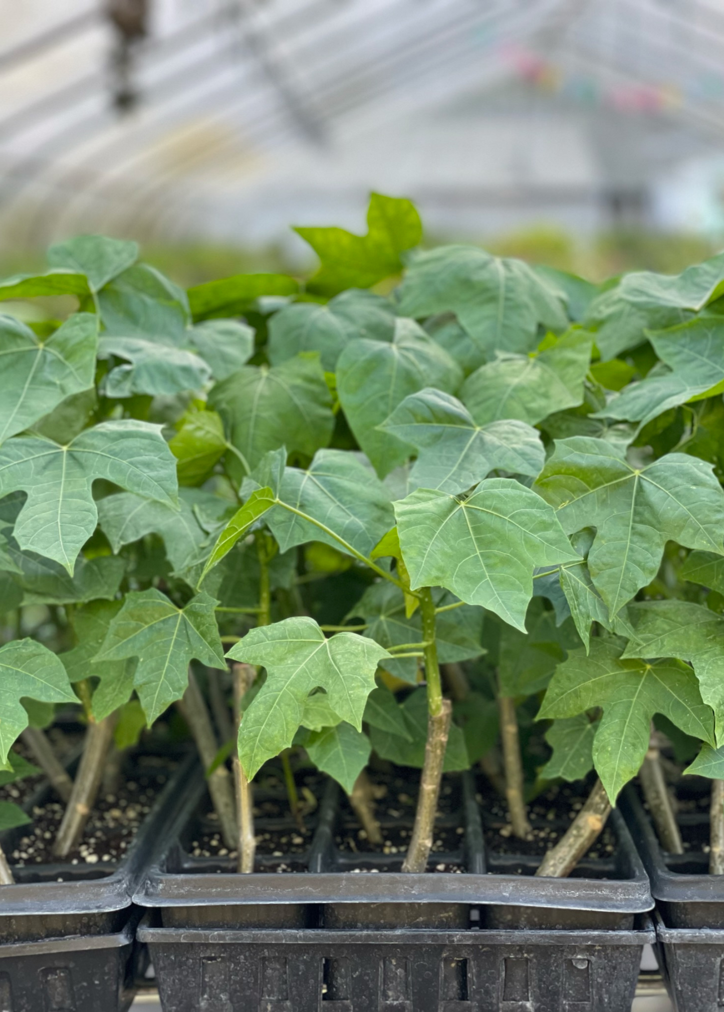 Chaya Mexican Tree Spinach Leaf Plant, Cnidoscolus aconitifolius, Nutritious Perennial Shrub
