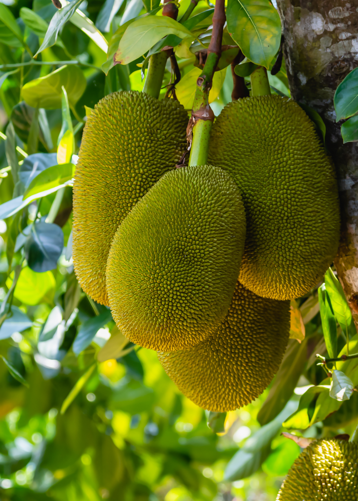 Jackfruit Cheena Hybrid Tree | Tropical Fruit Tree with Sweet Aromatic Flesh | Artocarpus heterophyllus x Artocarpus integer