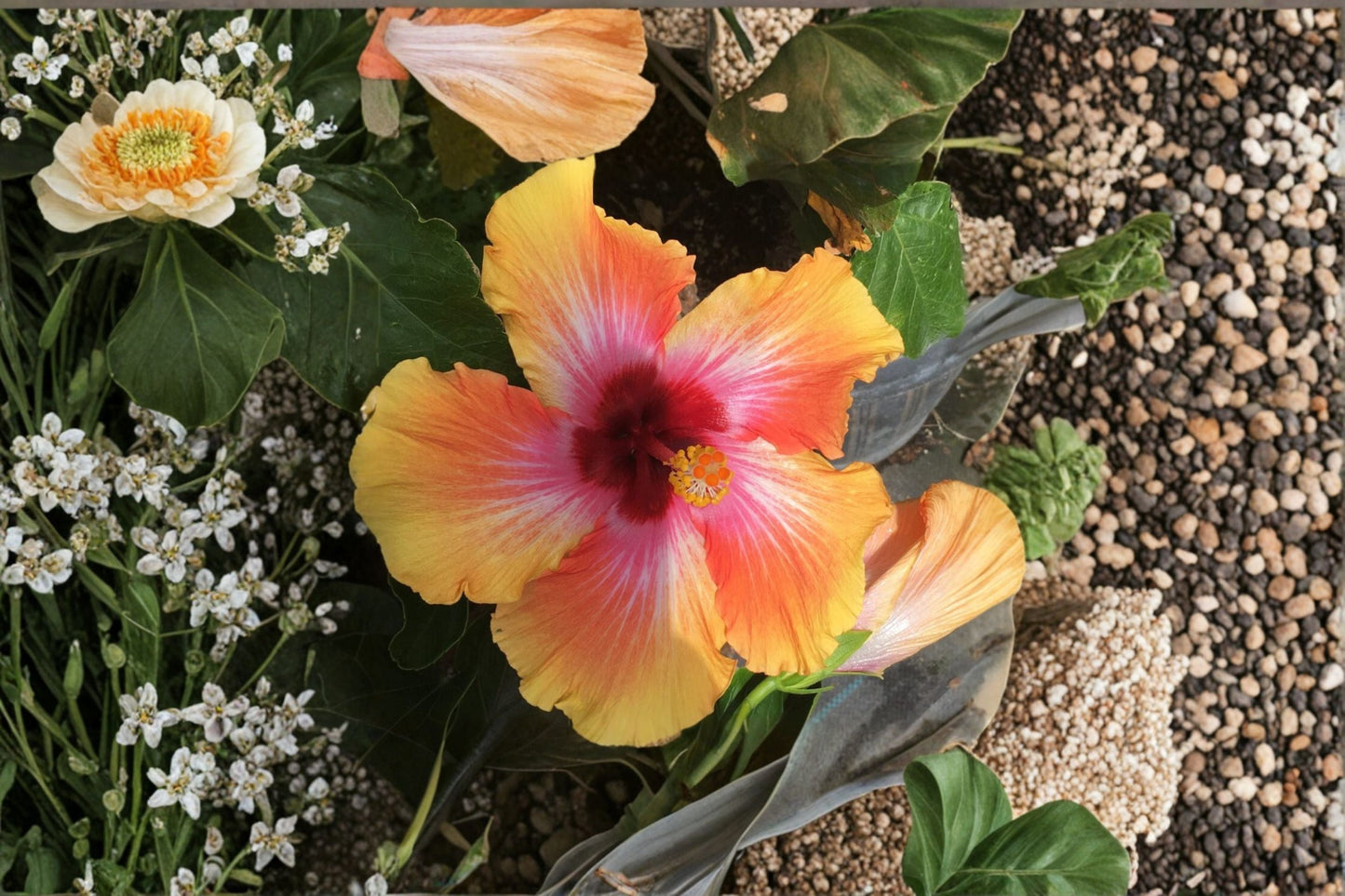 Sensation Hibiscus Plant – Hibiscus rosa-sinensis ‘Sensation’ with Apricot Blooms