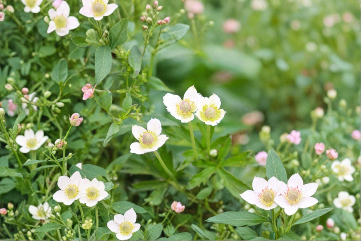 Thimbleweed Seeds 100 Count White Wildflower Seeds Anemone cylindrica Native Perennial Garden Planting